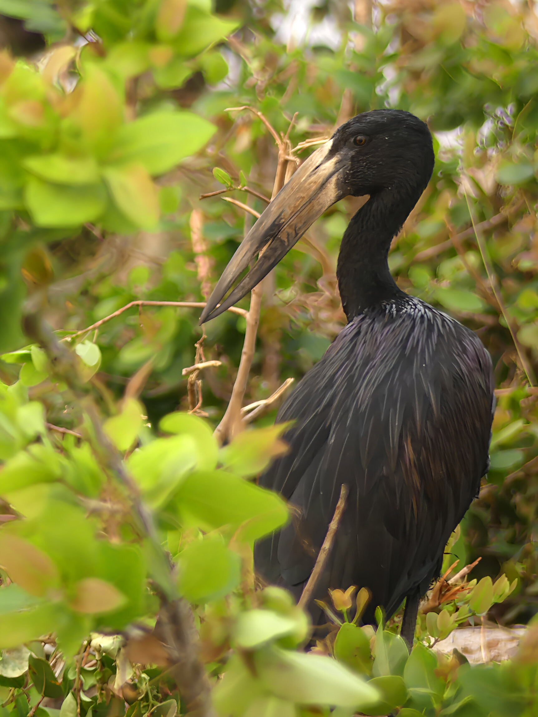 openbilled stork