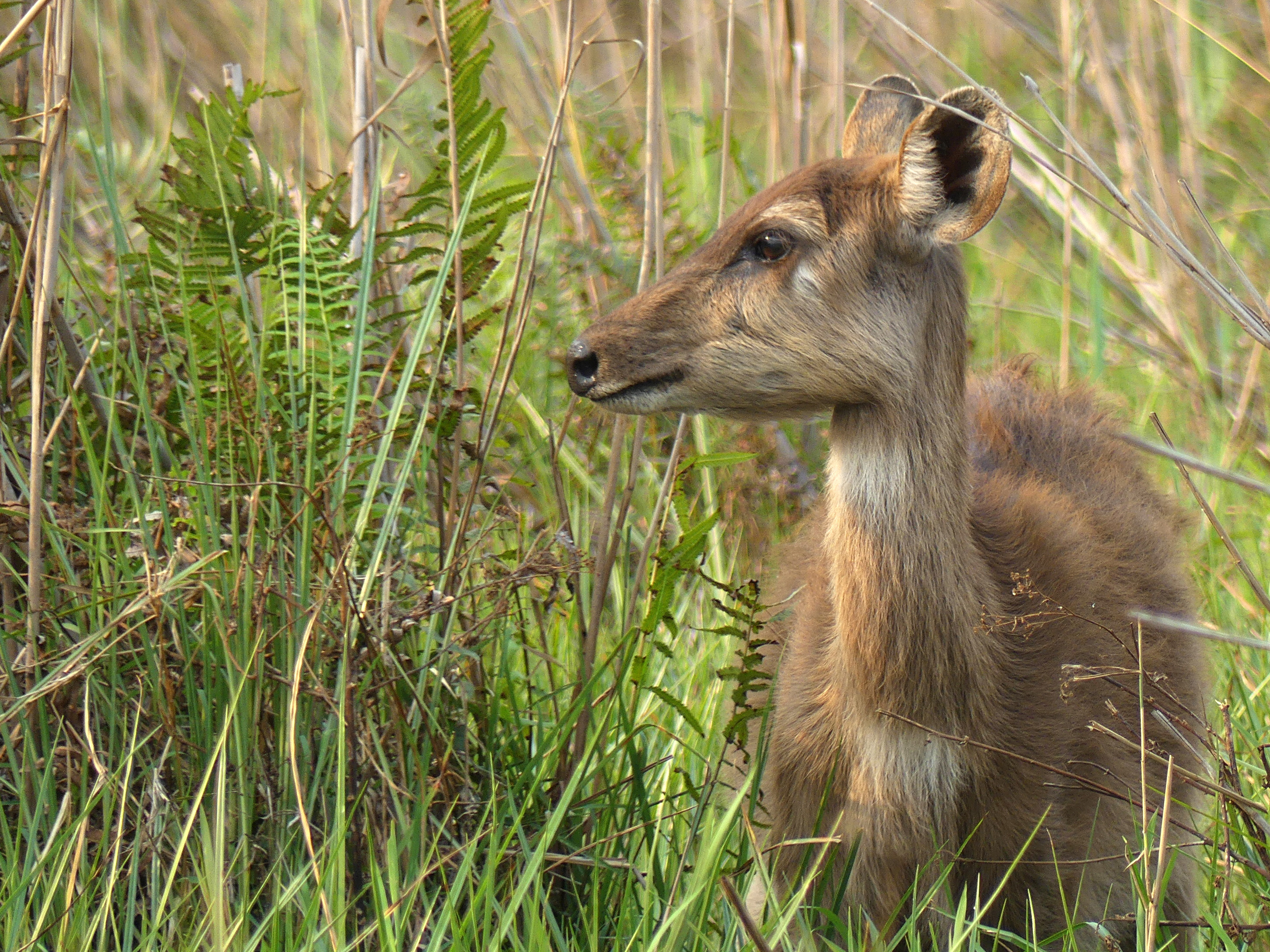 sitatunga profile