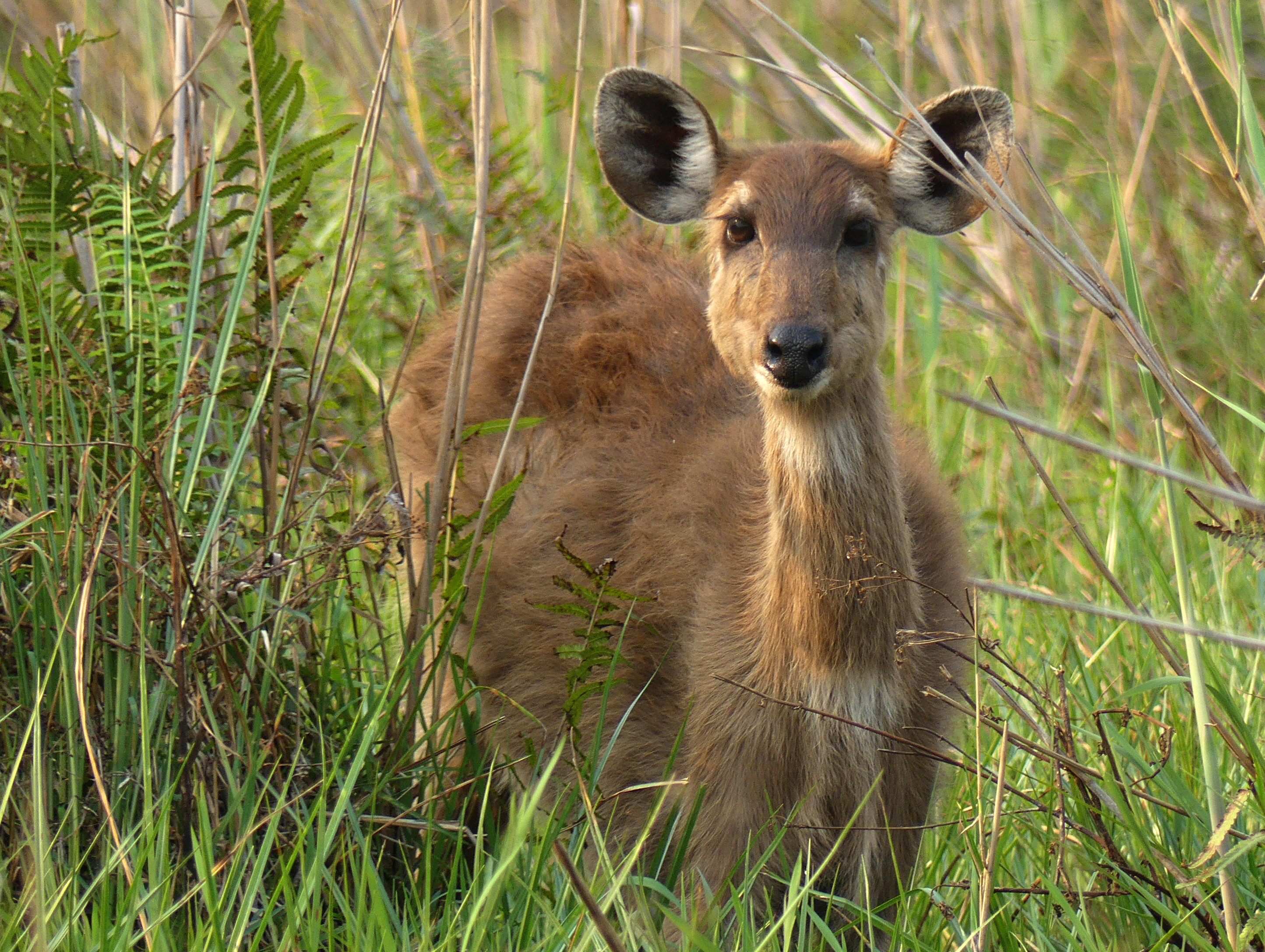 sitatunga face on