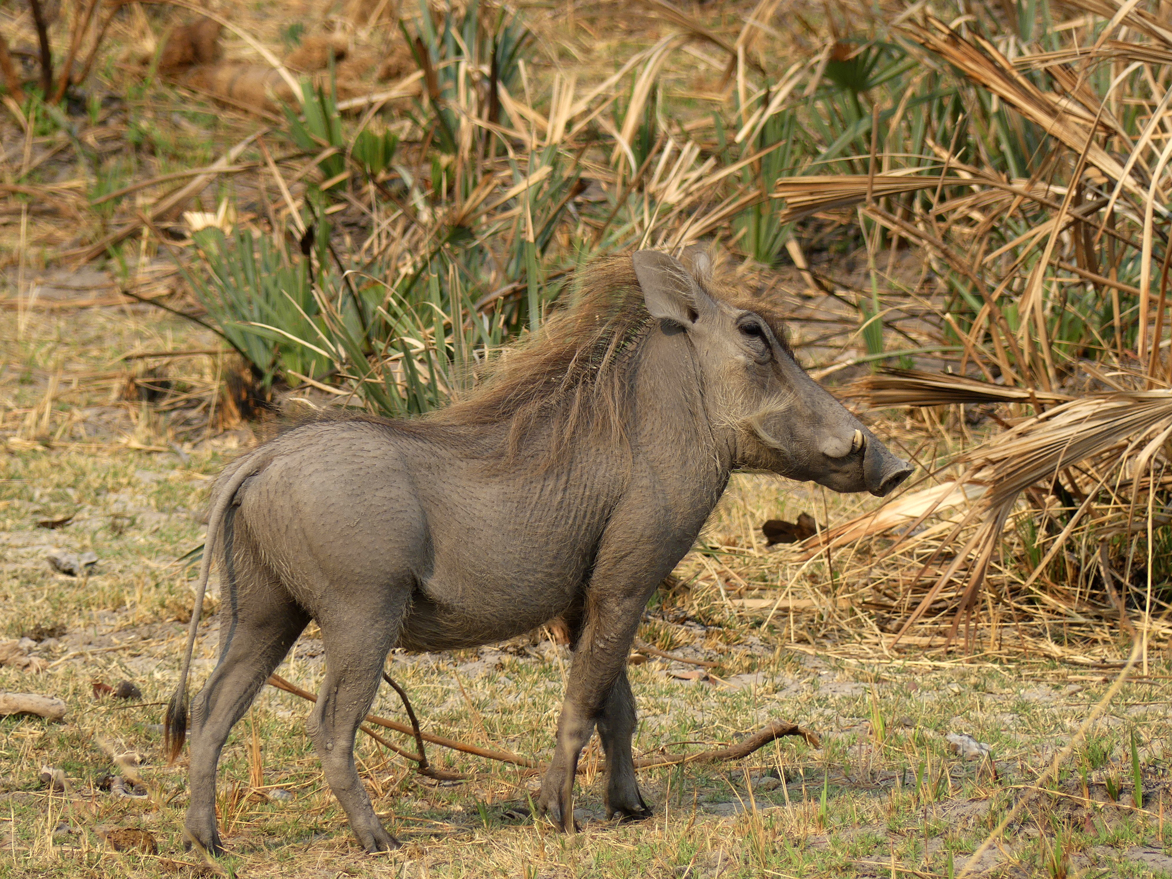 warthog