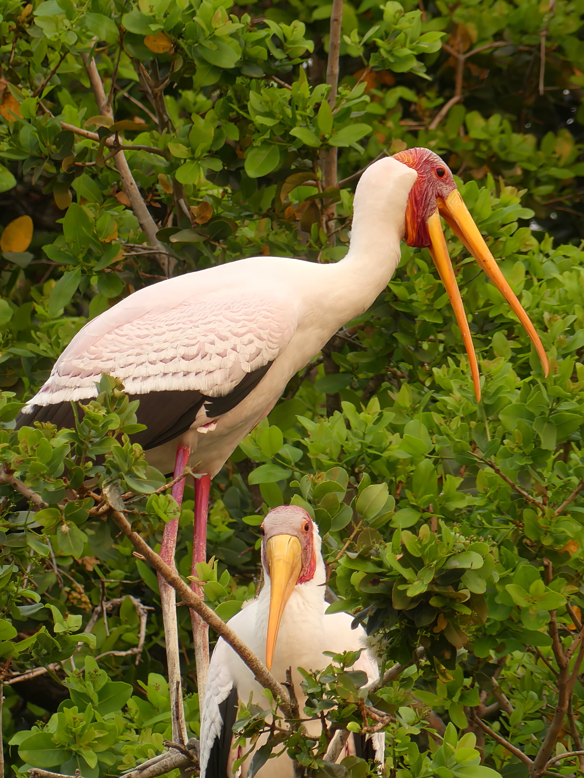 yellowbilled stork