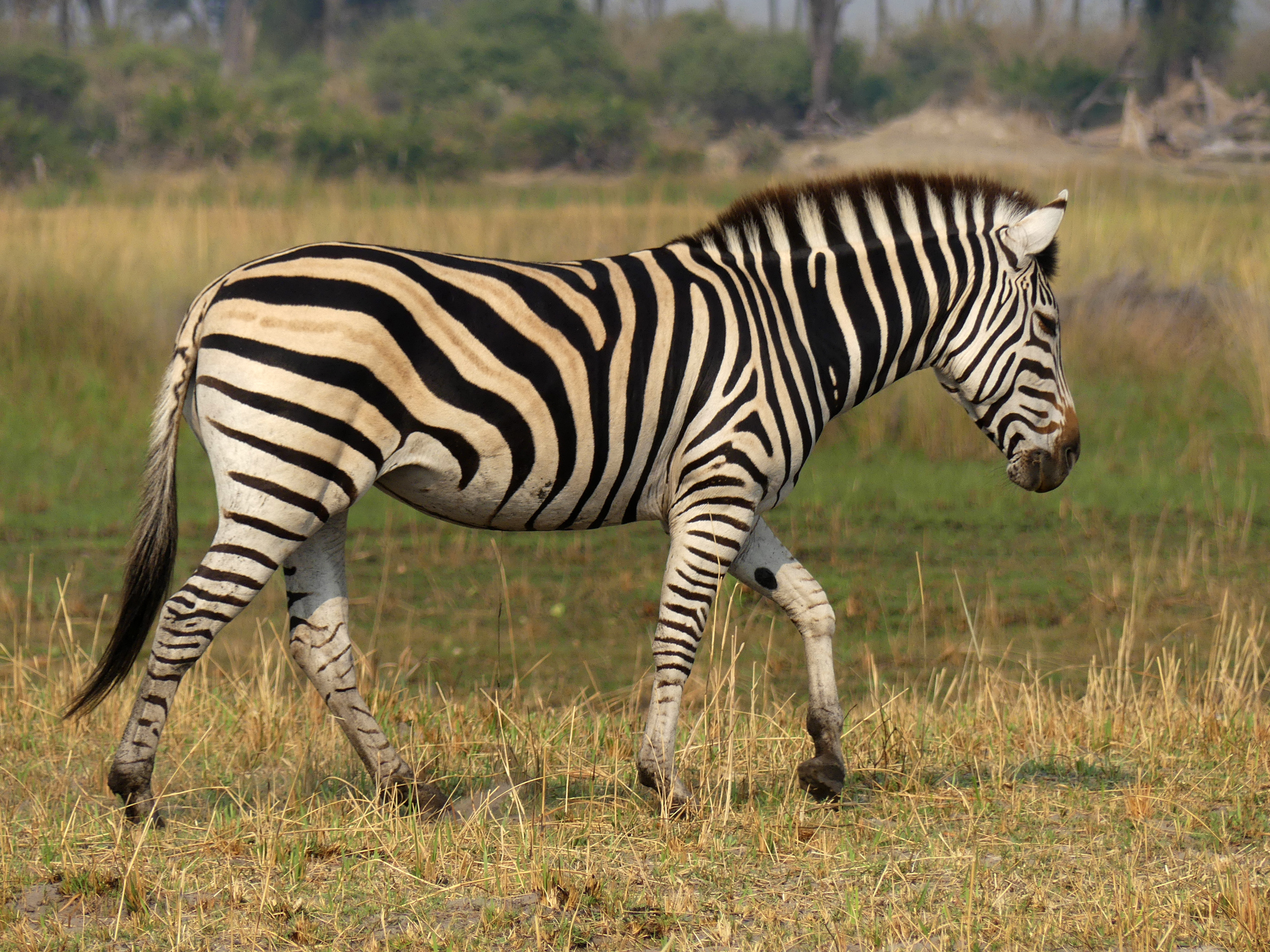 zebra