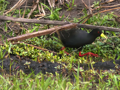 black crake
