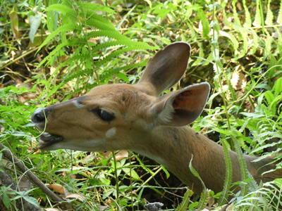 bushbuck eating