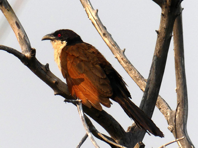 copperytailed coucal