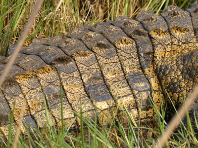 crocodile skin