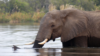 click/tap to play video hippos and elephant