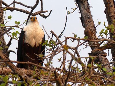 fish eagle