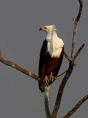 African fish eagle