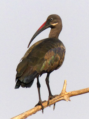 hadeda ibis