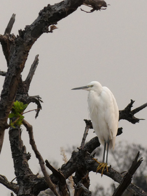 little egret