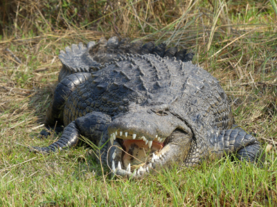 down length of crocodile