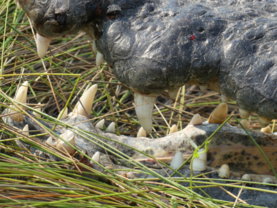 crocodile teeth closeup