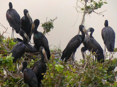 openbilled stork rookery