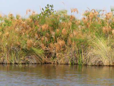 reeds and papyrus