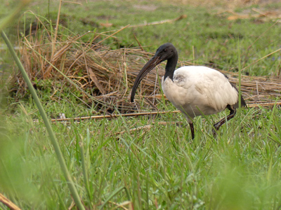 sacred ibis