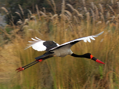 saddlebilled stork in flight
