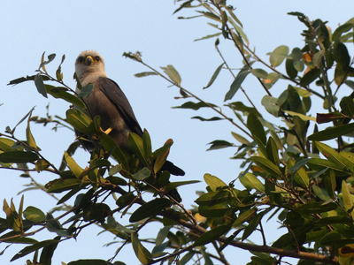 Western banded snake eagle