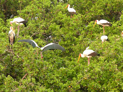 yellowbilled stork rookery