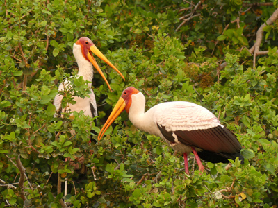 yellowbilled storks