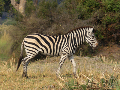 click/tap to play video solitary zebra