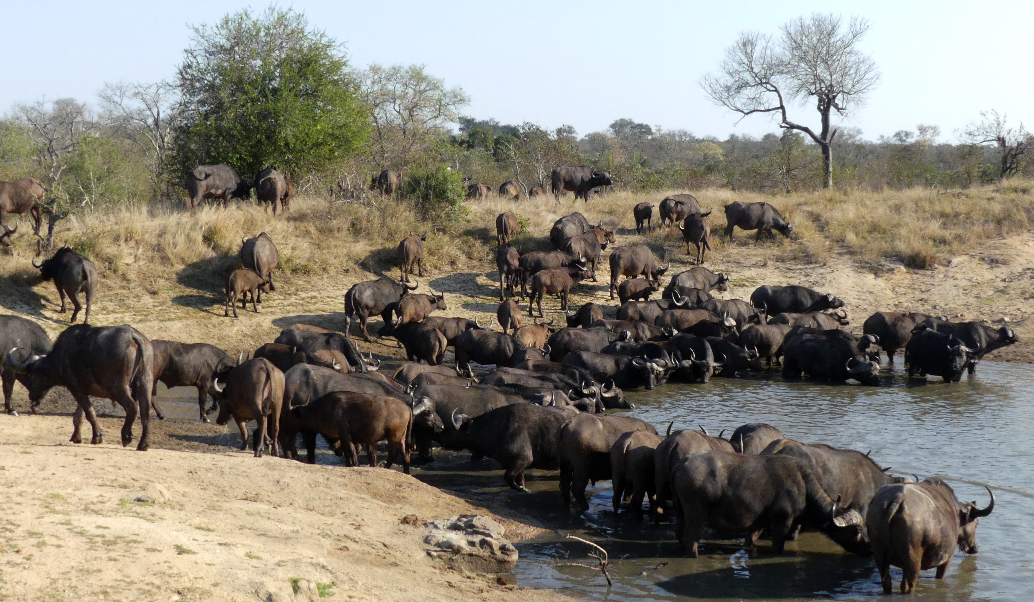 Cape buffalo