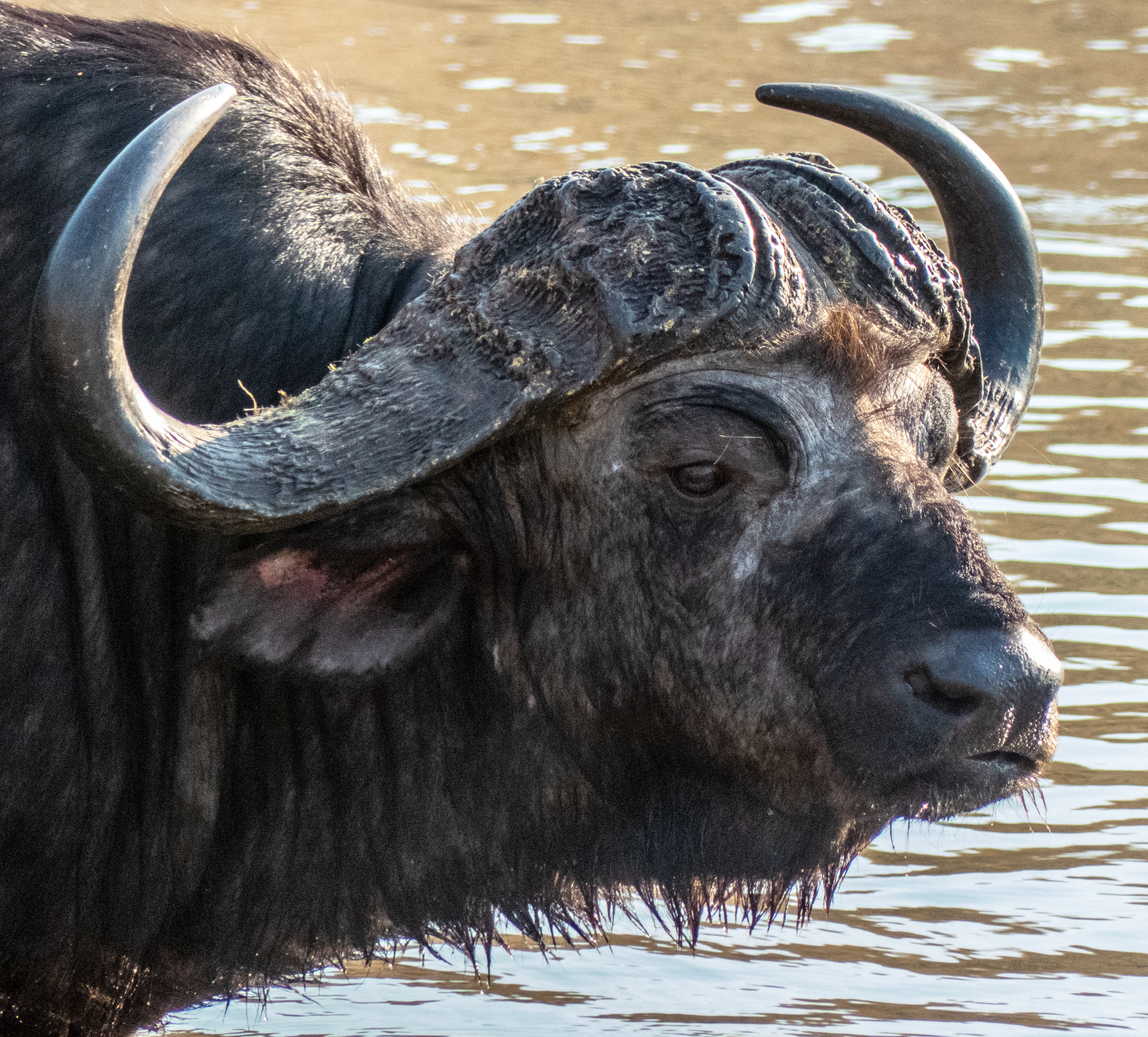 Cape buffalo