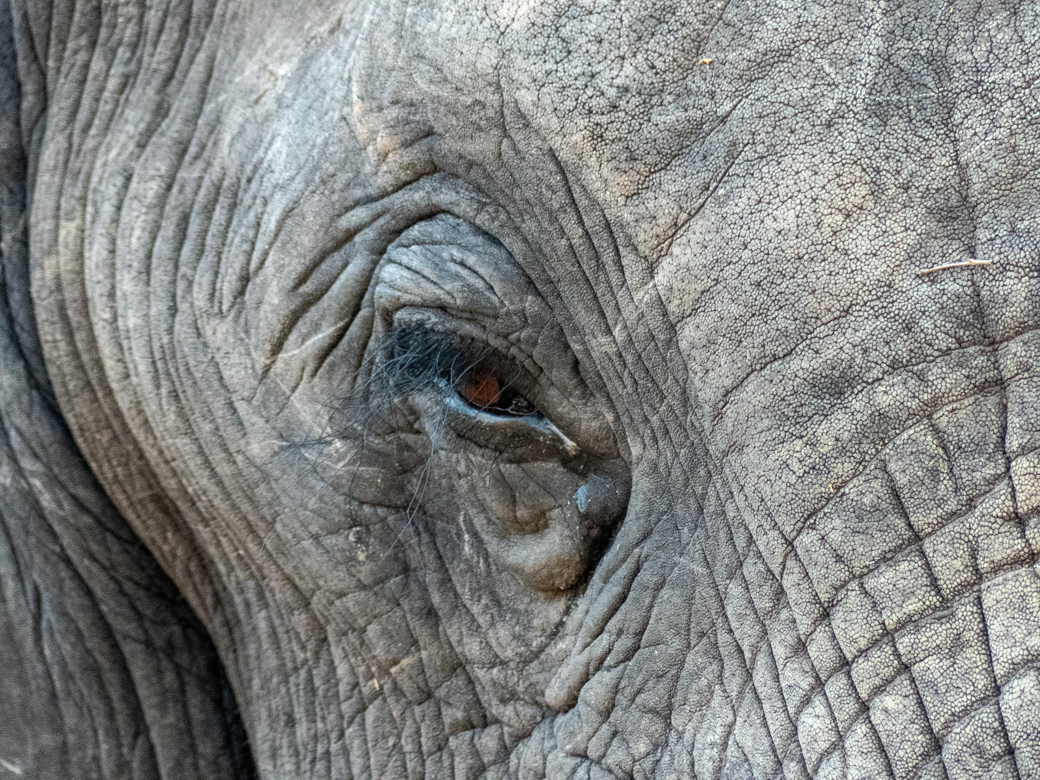 elephant eye
