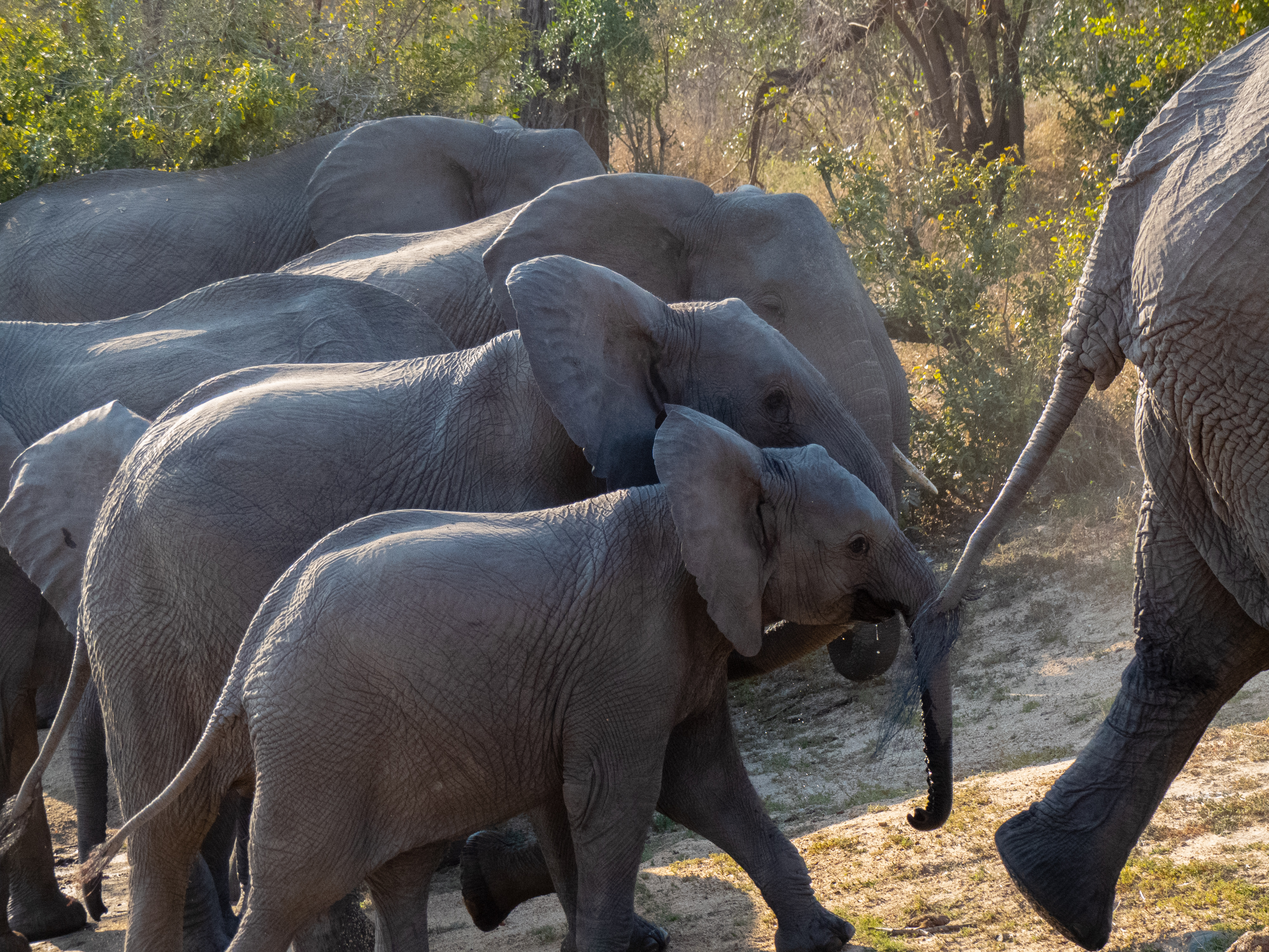 different size elephants