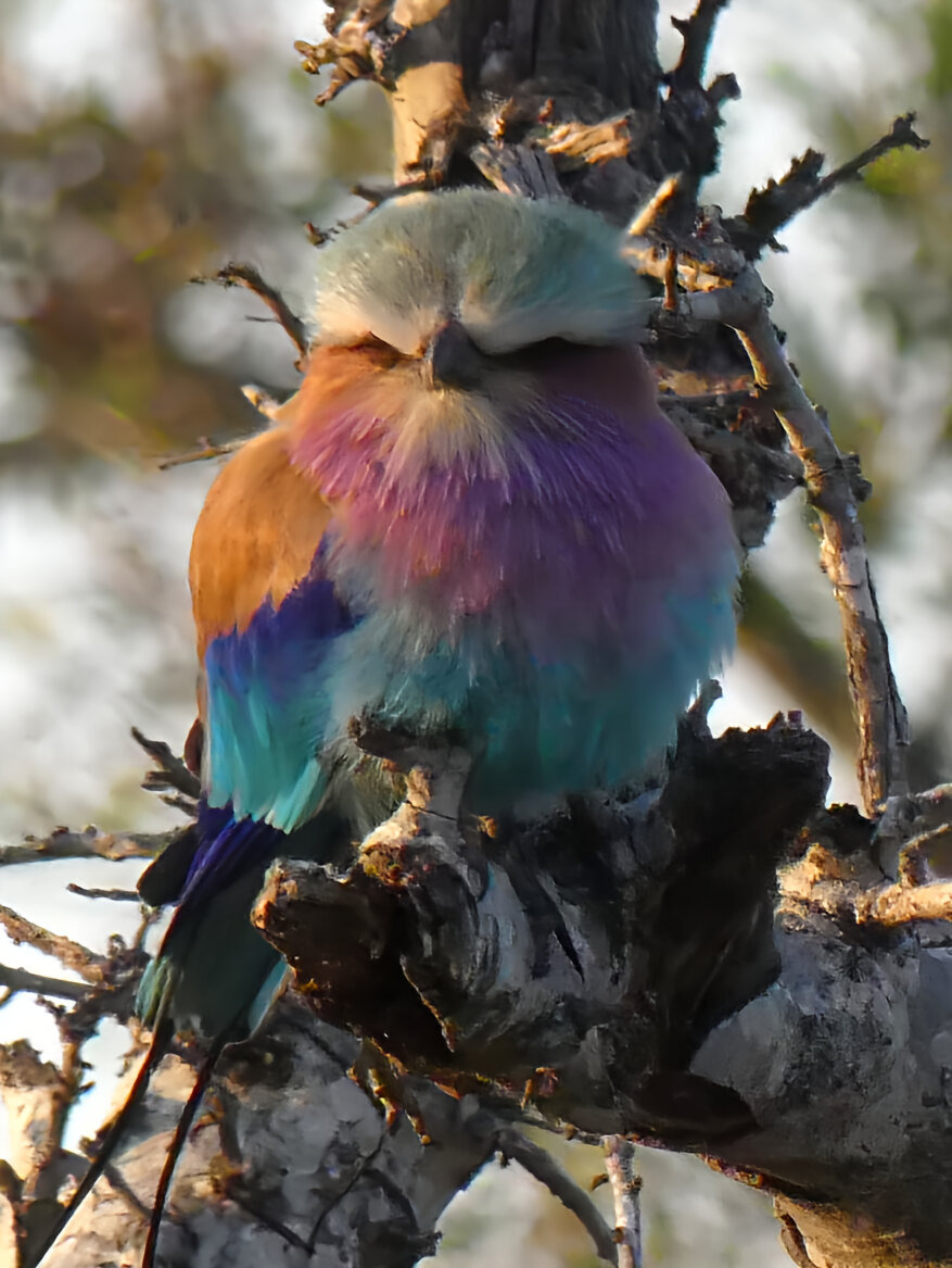 lilacbreasted roller