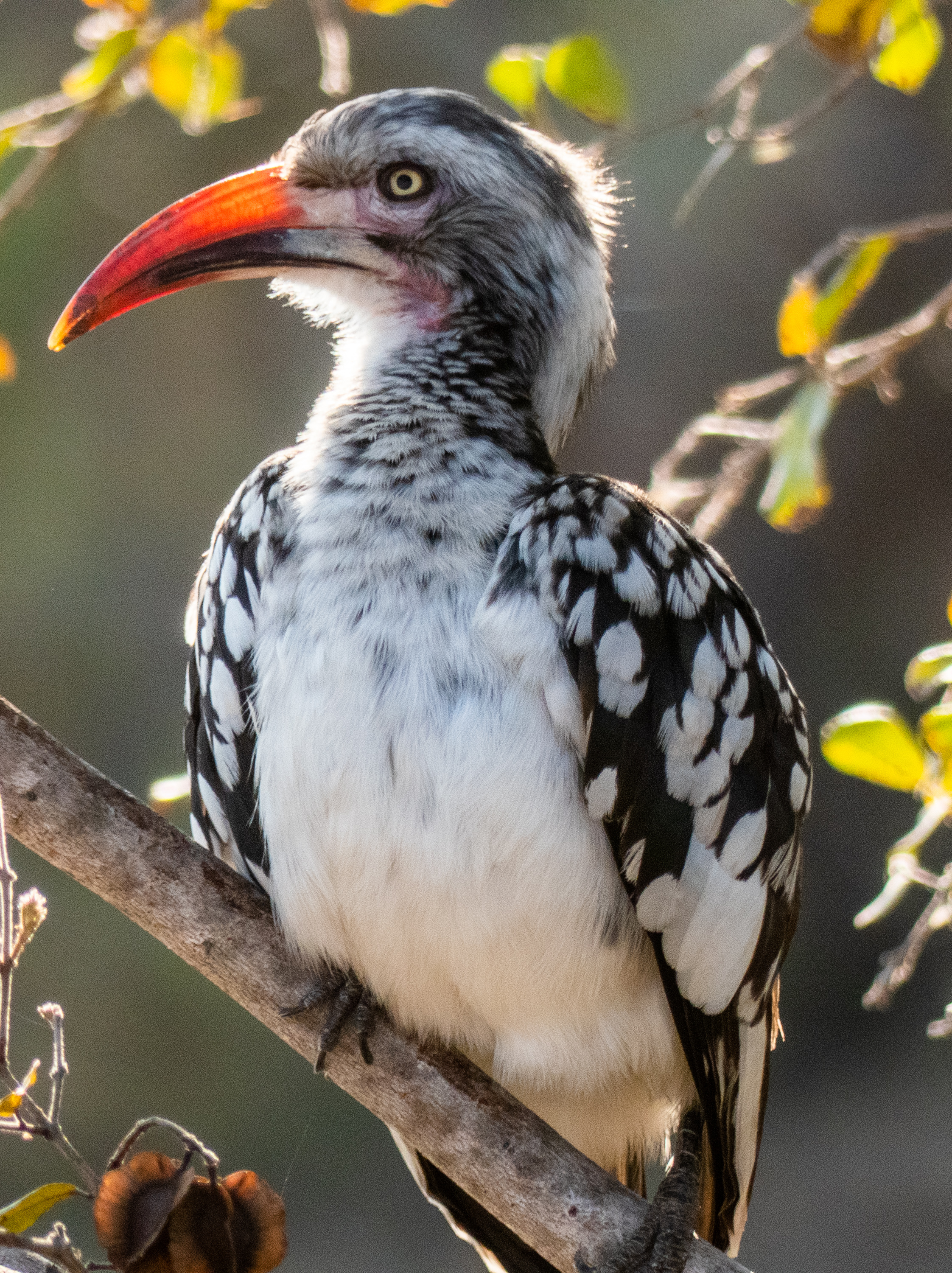 redbilled hornbill