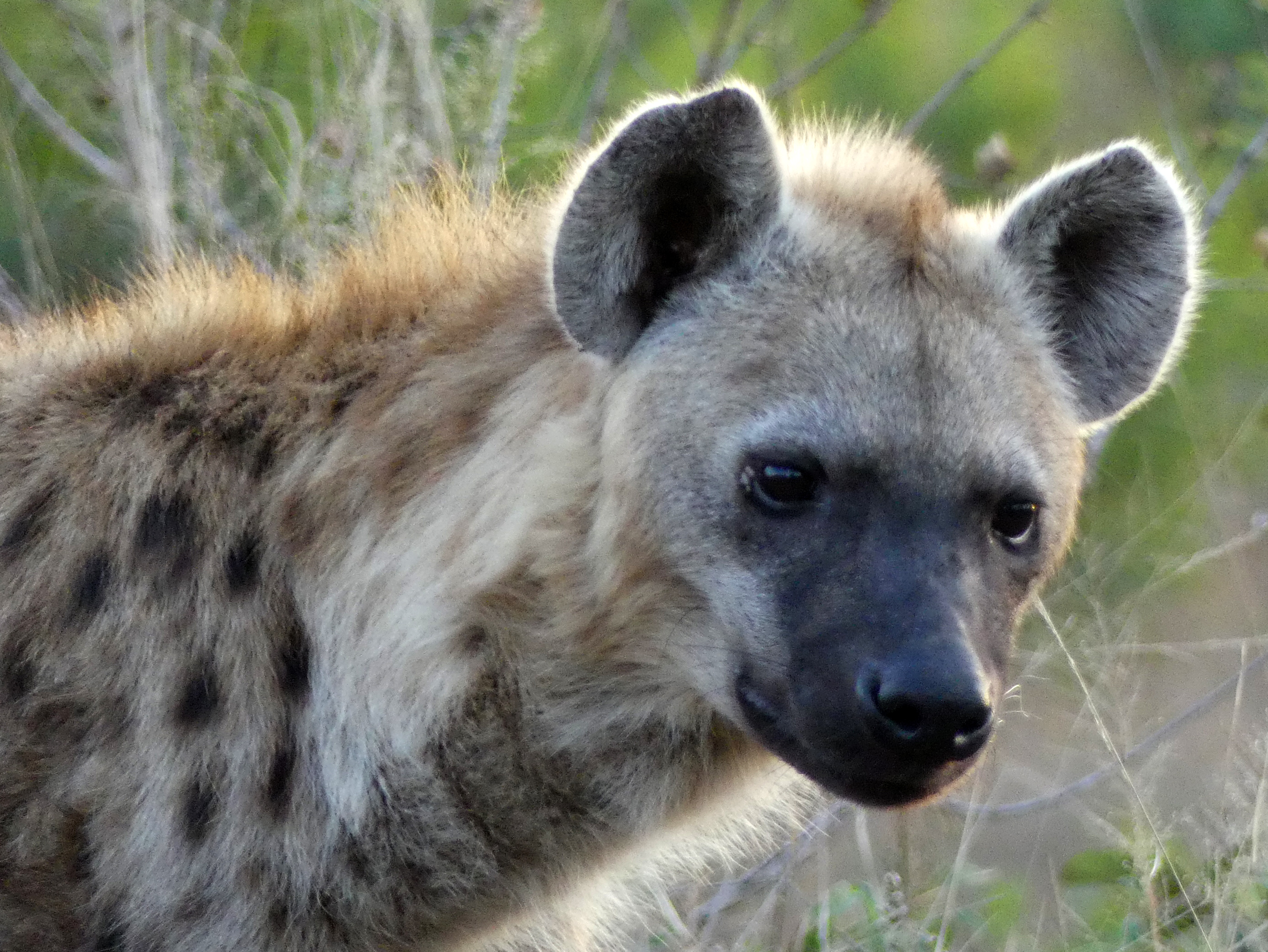 spotted hyena