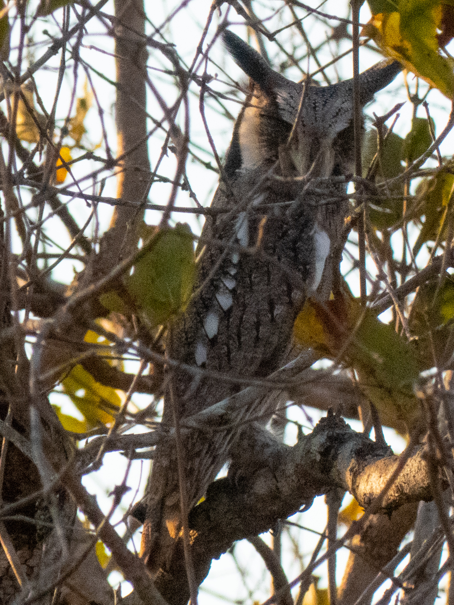 whitefaced owl