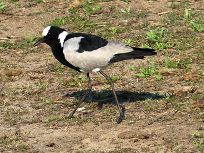 blacksmith lapwing