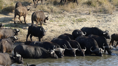 click/tap to play video Cape buffalo drinking