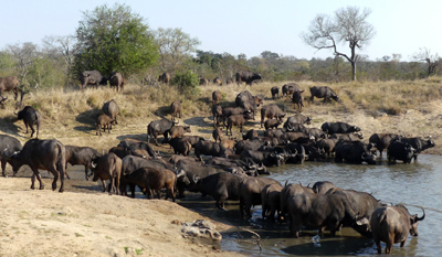Cape buffalo herd