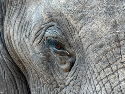 elephant eye
