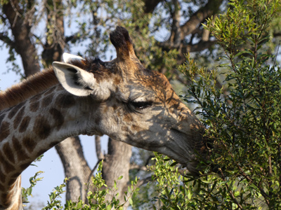 giraffe head
