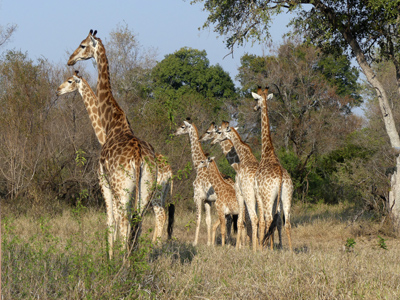 click/tap to play video giraffe
