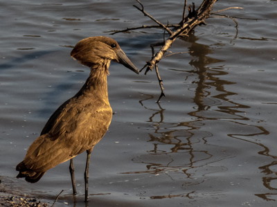 hamerkop