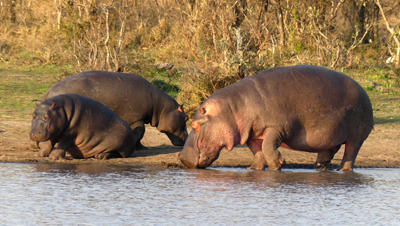 hippos