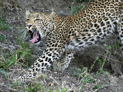 click/tap to play video young leopard