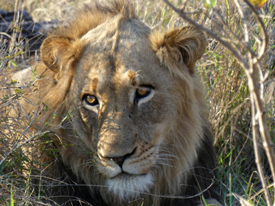 click/tap to play video male lion