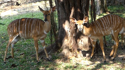 click/tap to play video female nyala