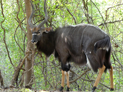 male nyala