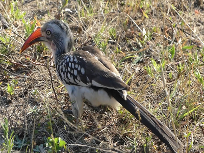 click/tap to play video redbilled hornbill