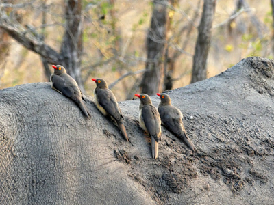 redbilled oxpeckers