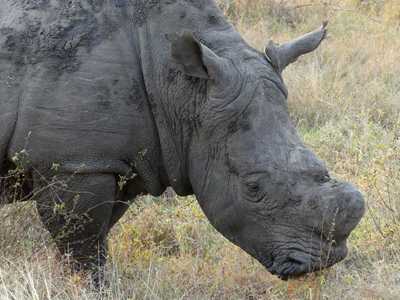 rhino minus horns