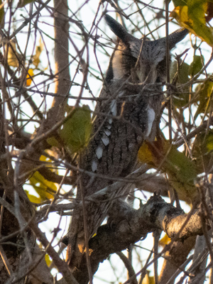 whitefaced owl