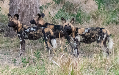 click/tap to play video wild dogs